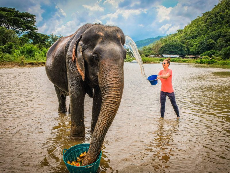 4.Elephant Nature Park-ไร่ชาลุงเดช